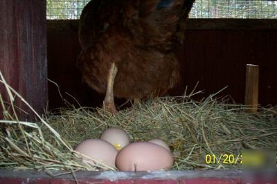 Poultry.chickens,chicks et al