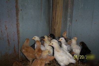 Poultry.chickens,chicks et al