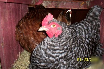 Poultry.chickens,chicks et al