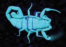 Huge ultra violet 51 uv led scorpion detector flashligh