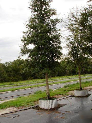 Live oak trees 